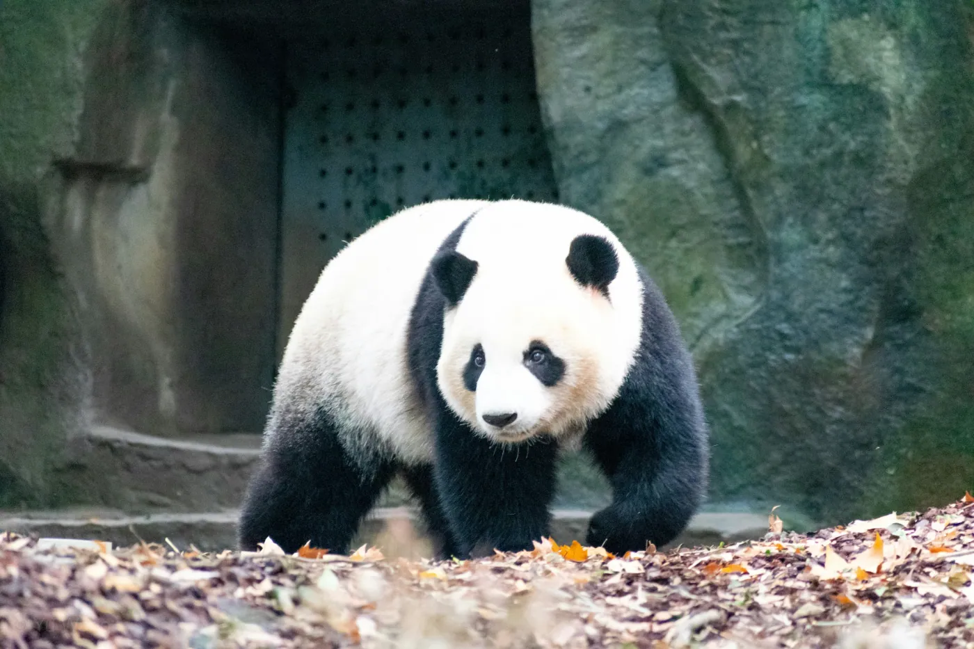 Chengdu China travel guide — Sichuan Province solo travel destination